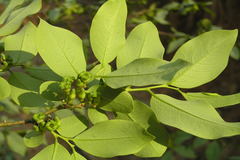 Diospyros sylvatica